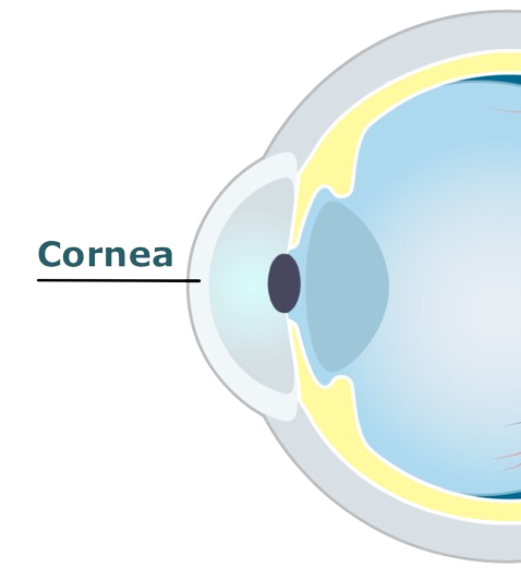 Eye diagram showing the cornea