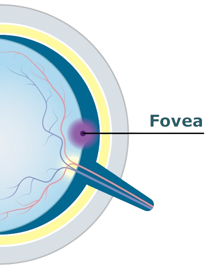 Eye diagram showing the fovea