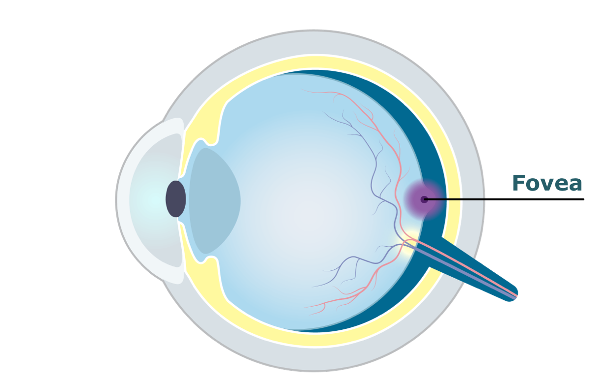 Eye diagram showing the fovea