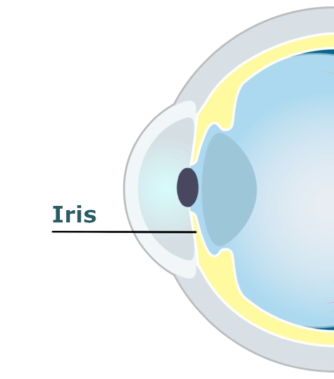 Eye diagram showing the iris