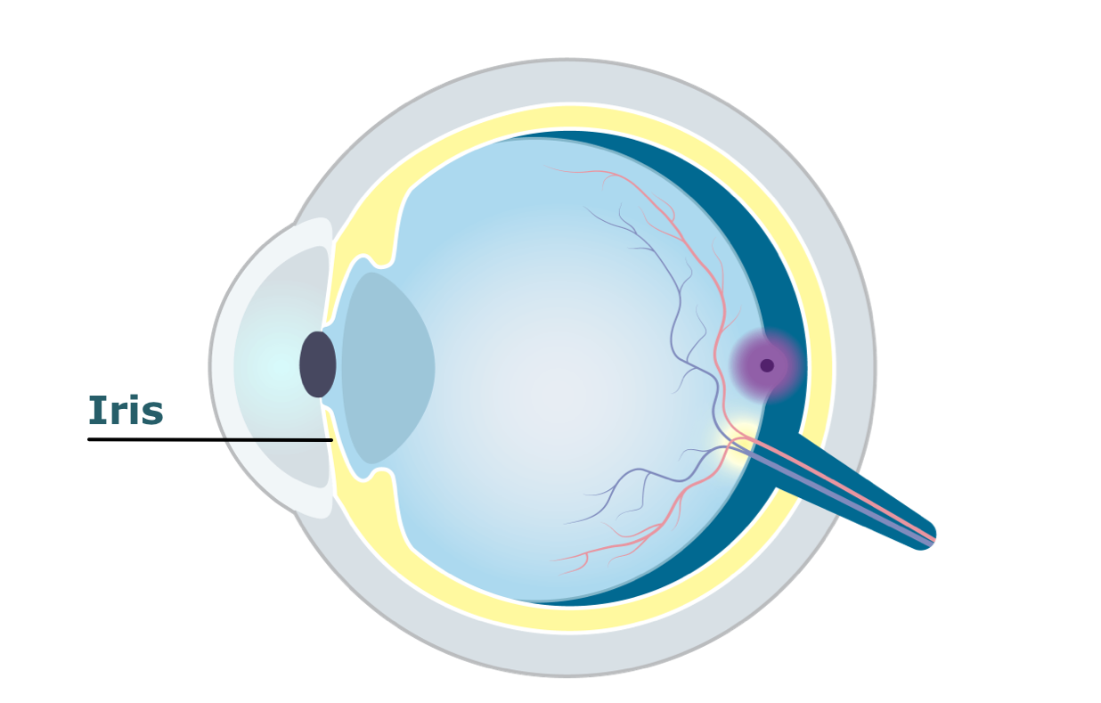 Eye diagram showing the iris