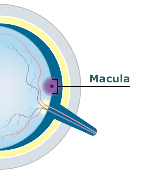 Eye diagram showing the macula