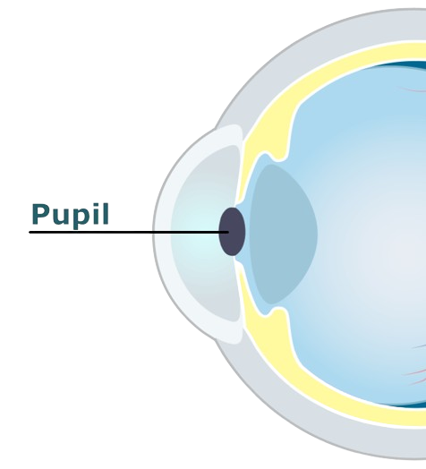 Eye diagram showing the pupil