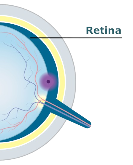 Eye diagram showing the retina