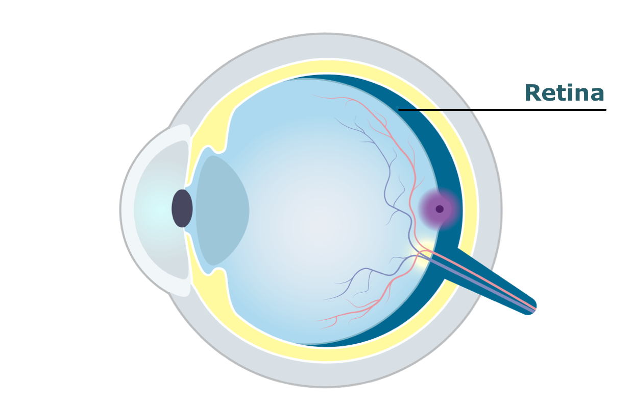 Eye diagram showing the retina